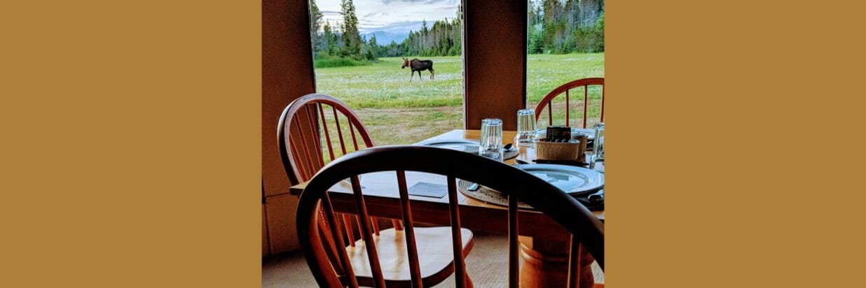 Moose from the breakfast table